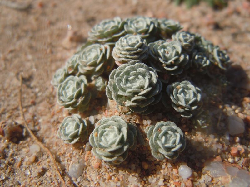 ...Evax - Filago tyrrhenica